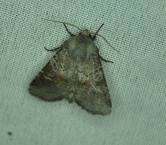 Oligia minuscula