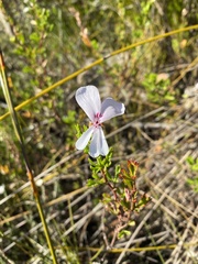 Pelargonium ternatum