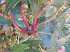 Baizongia pistaciae