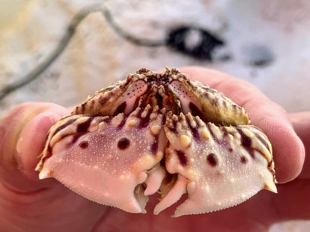 flame box crab