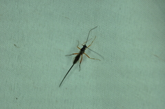 Macrocentrus aegeriae