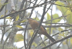 Creurgops verticalis