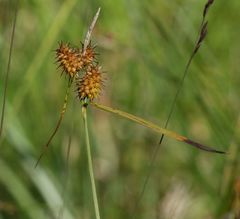 Carex flava