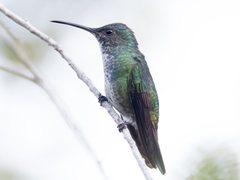 Chrysuronia oenone