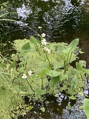 Sagittaria cuneata