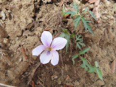 Viola eizanensis