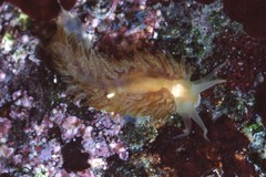 Fiona pinnata