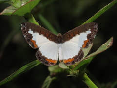Nymphidium trinidadi