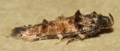 Stilbosis tesquella