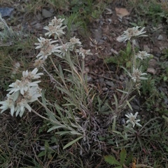 Leontopodium ochroleucum