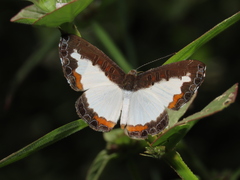 Nymphidium trinidadi
