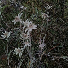 Leontopodium ochroleucum