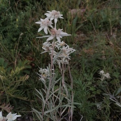 Leontopodium ochroleucum