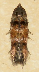 Stilbosis tesquella