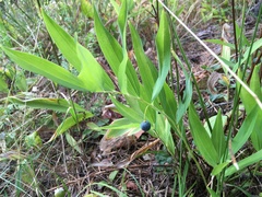 Polygonatum odoratum