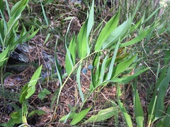 Polygonatum odoratum