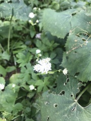 Astrantia carniolica