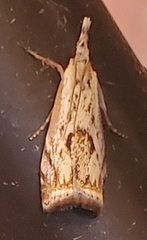 Microcrambus kimballi