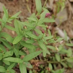 Polygala sibirica