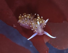 Apata pricei