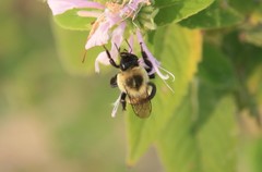 Bombus impatiens