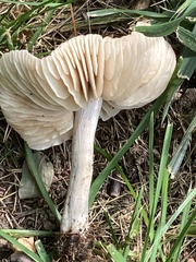Marasmius nigrodiscus