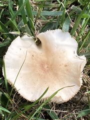 Marasmius nigrodiscus