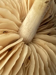 Marasmius nigrodiscus