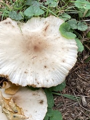Marasmius nigrodiscus