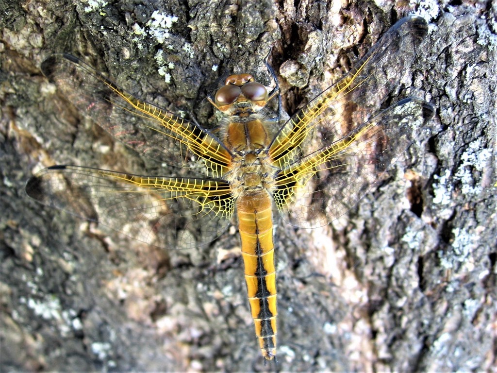 Бабка руда (Odonata of Ukraine / Бабки України) · iNaturalist