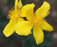 Hypericum richeri burseri