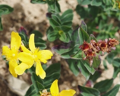 Hypericum richeri burseri