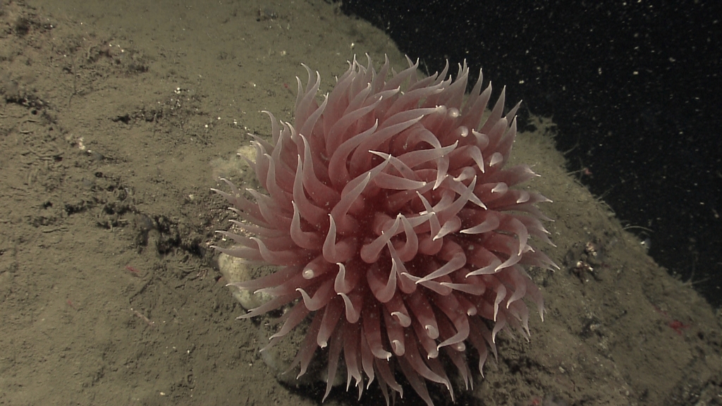 Pom-pom anemone