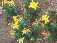 Hypericum richeri burseri