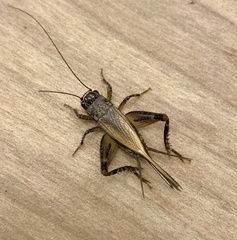 Loxoblemmus equestris