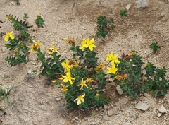 Hypericum richeri burseri