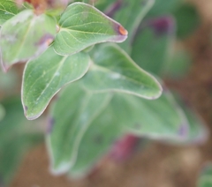 Hypericum richeri burseri