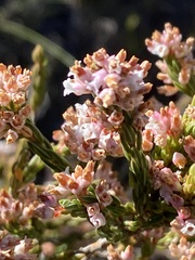 Erica articularis
