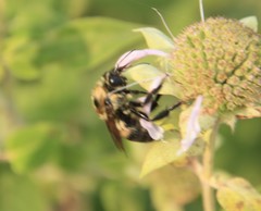 Bombus griseocollis