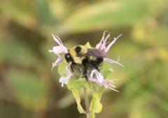 Bombus rufocinctus