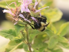 Bombus rufocinctus