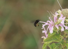 Melissodes bimaculatus