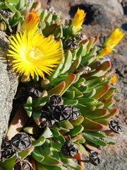 Cheiridopsis rostrata