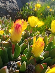 Cheiridopsis rostrata