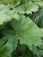 Gunnera manicata