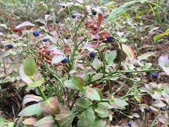 Vaccinium myrtillus