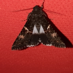 Melipotis punctifinis