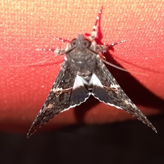 Melipotis punctifinis