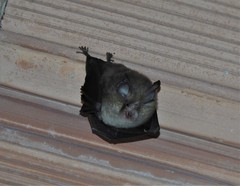 Rhinolophus hipposideros