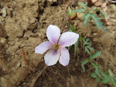 Viola eizanensis